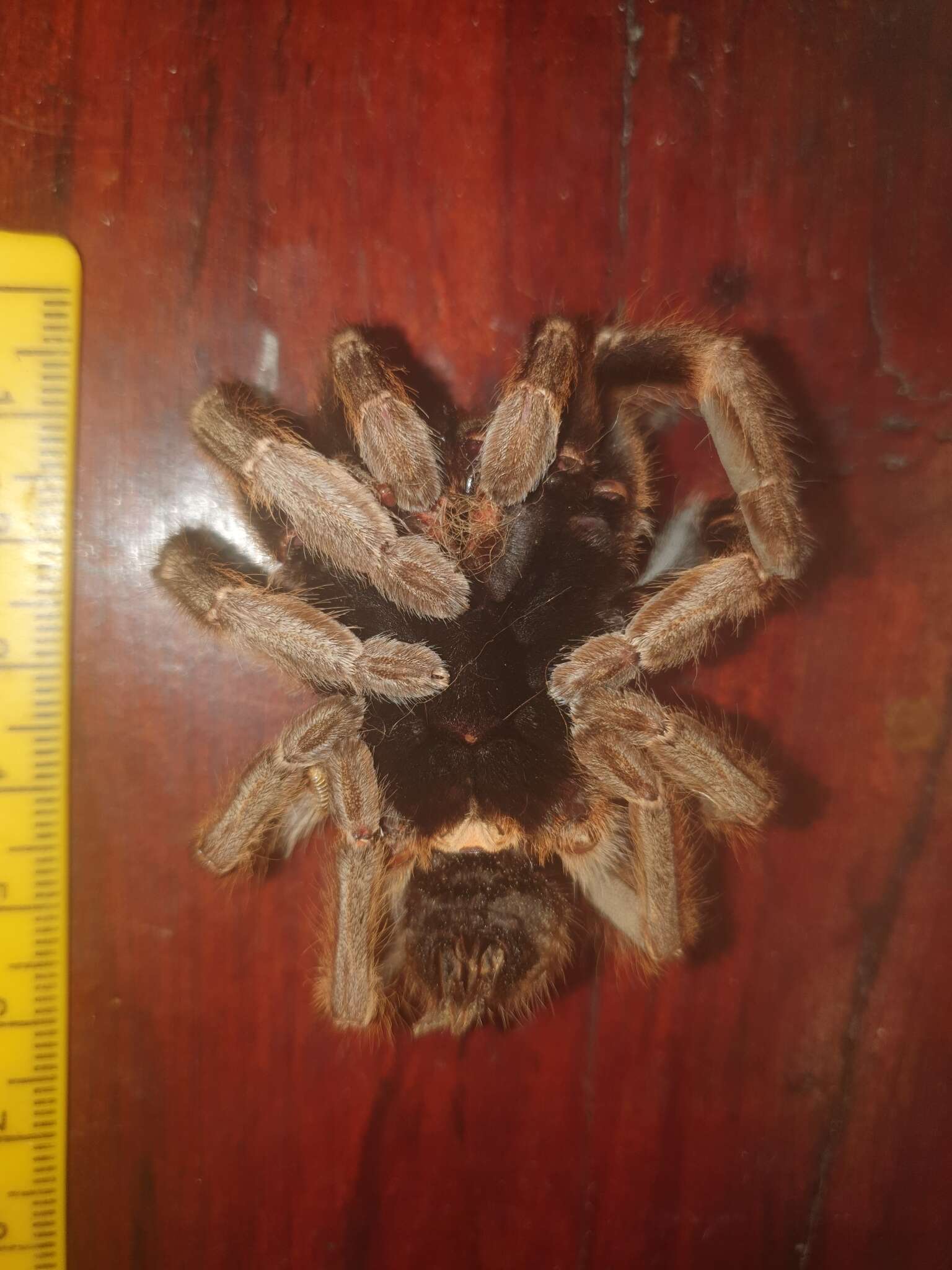 Image of African Horned Baboon Tarantula