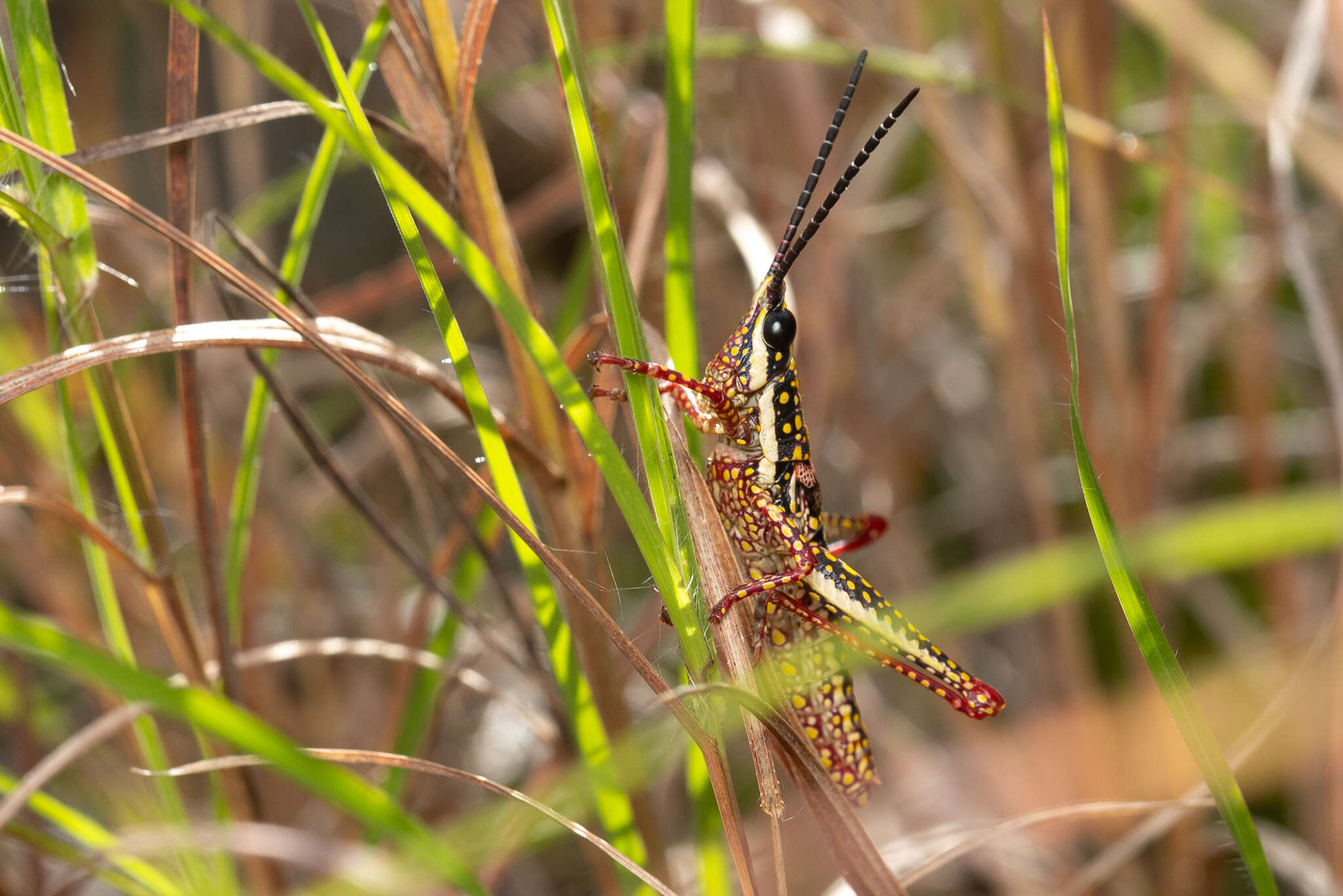 Plancia ëd Greyacris