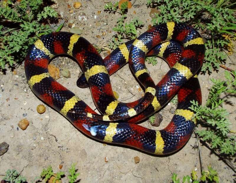 Image of Lampropeltis annulata Kennicott 1861