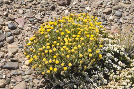 Image of Senecio miser Hook. fil.