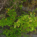 Image of Hypericum hircinum subsp. albimontanum (Greuter) N. K. B. Robson
