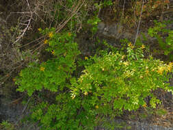 صورة Hypericum hircinum subsp. albimontanum (Greuter) N. K. B. Robson