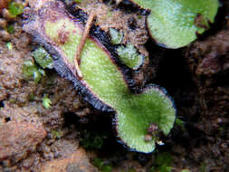 Image of Asterella drummondii (Taylor) R. M. Schust. ex D. G. Long