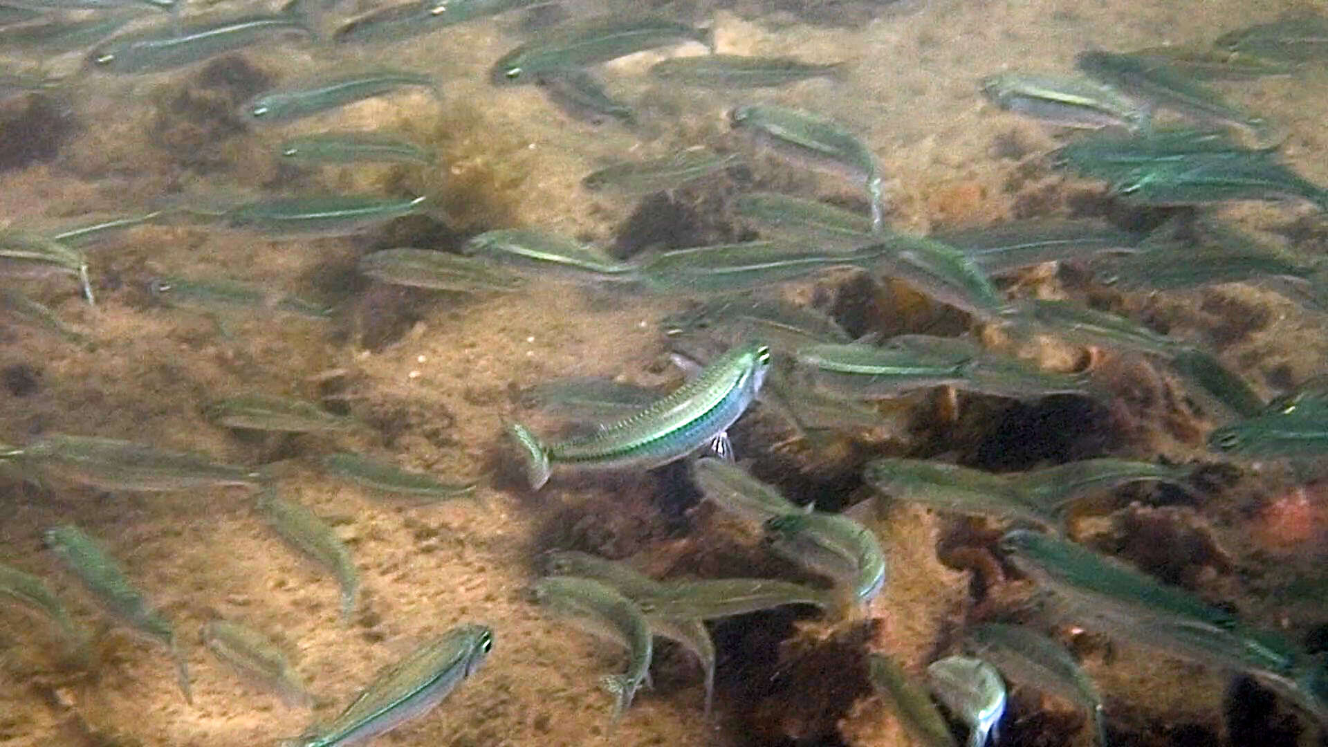 Image of Common hardyhead