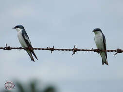 Image of White-winged Swallow