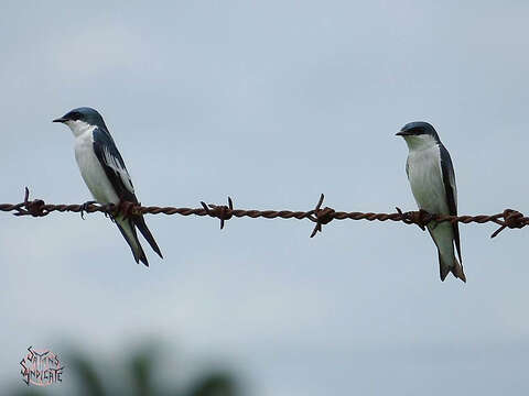 Tachycineta albiventer (Boddaert 1783)的圖片