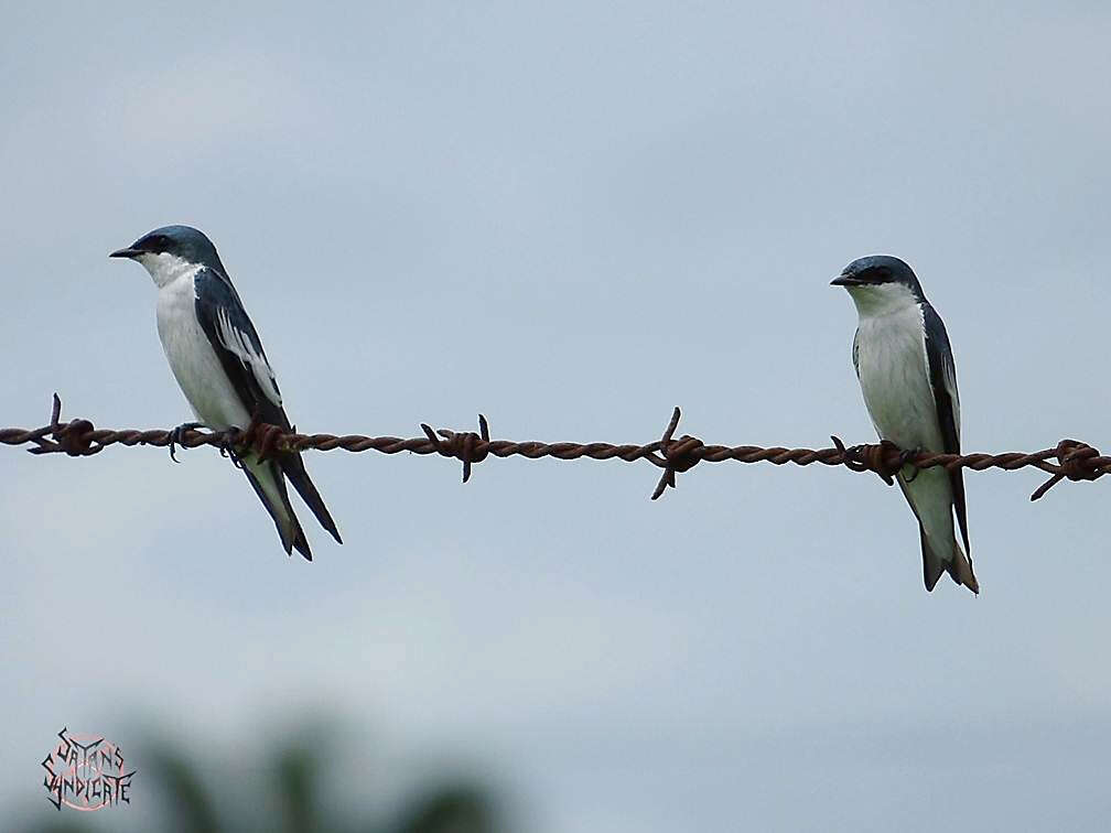 صورة Tachycineta albiventer (Boddaert 1783)