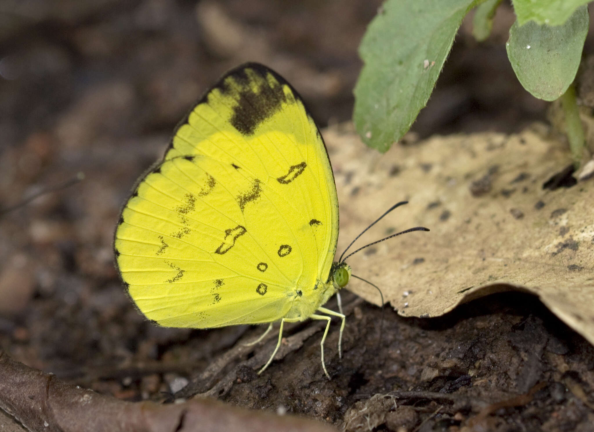 Image of Eurema nilgiriensis Yata 1990