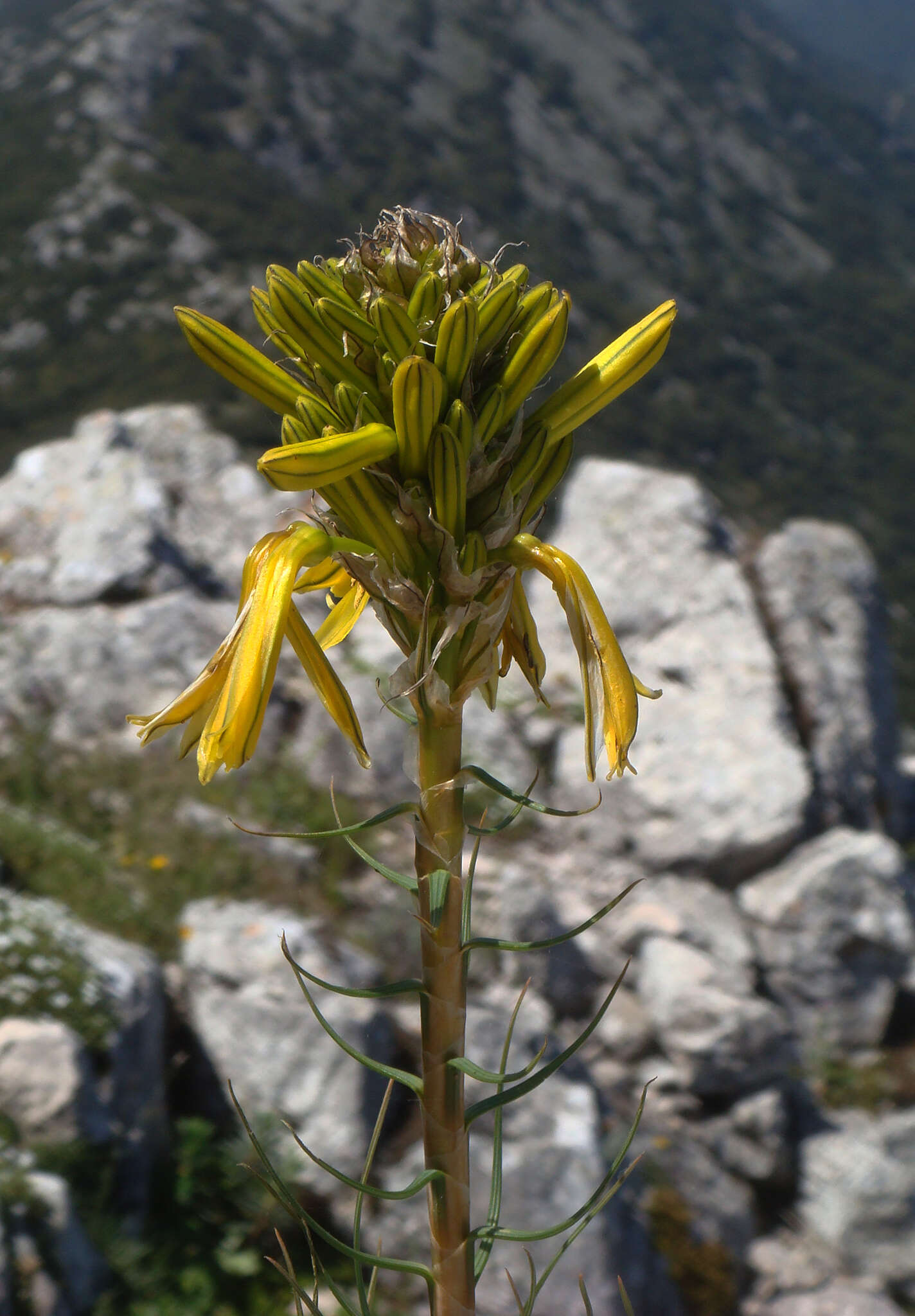 Image of yellow asphodel