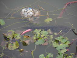 Image of Spotted snakehead