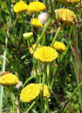 Image of Nidorella podocephala (DC.) J. C. Manning & Goldblatt