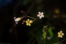 Image of Parsonsia lilacina (F. Müll.) Markgr.