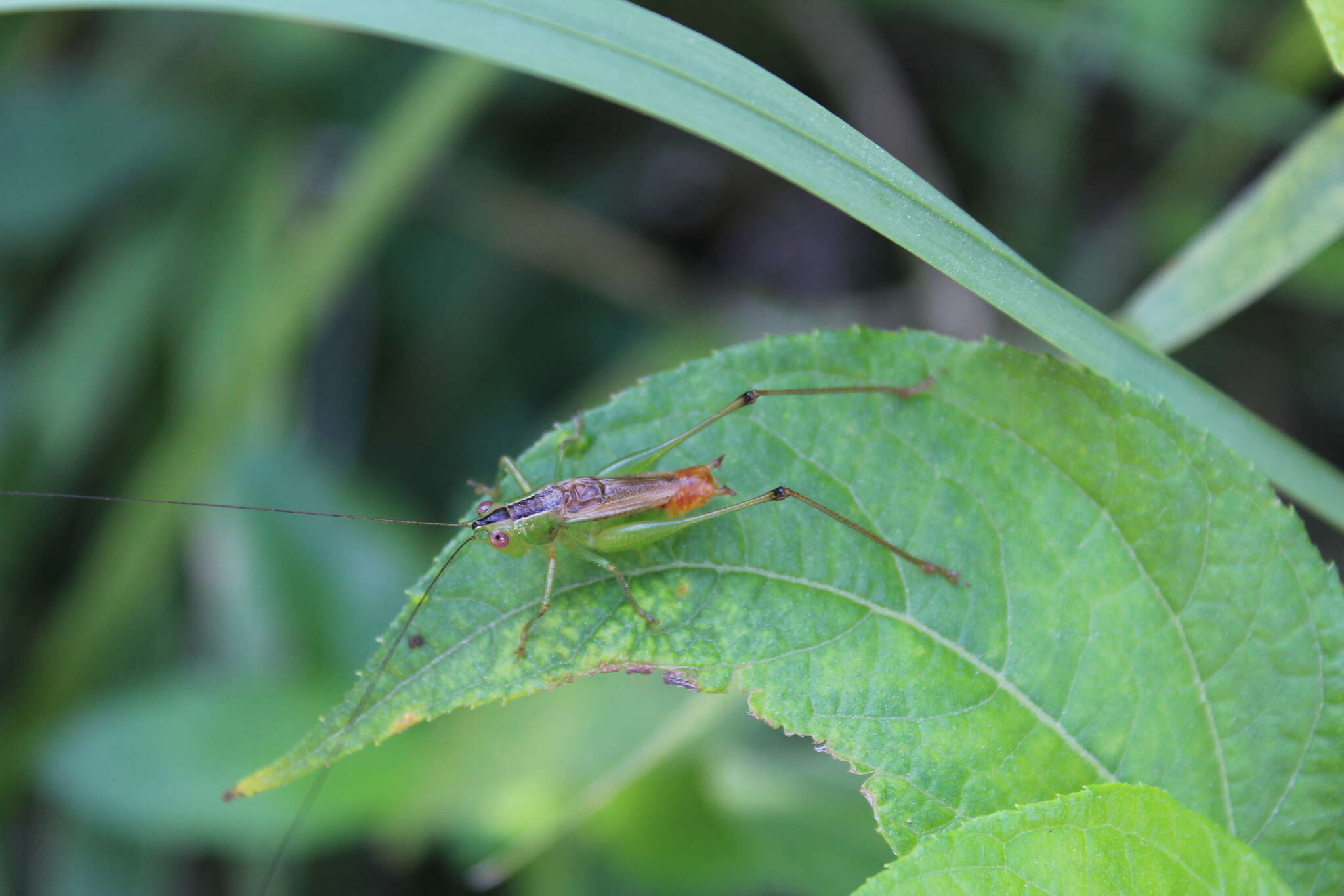 Image of Conocephalus (Anisoptera) ictus (Scudder & S. H. 1875)