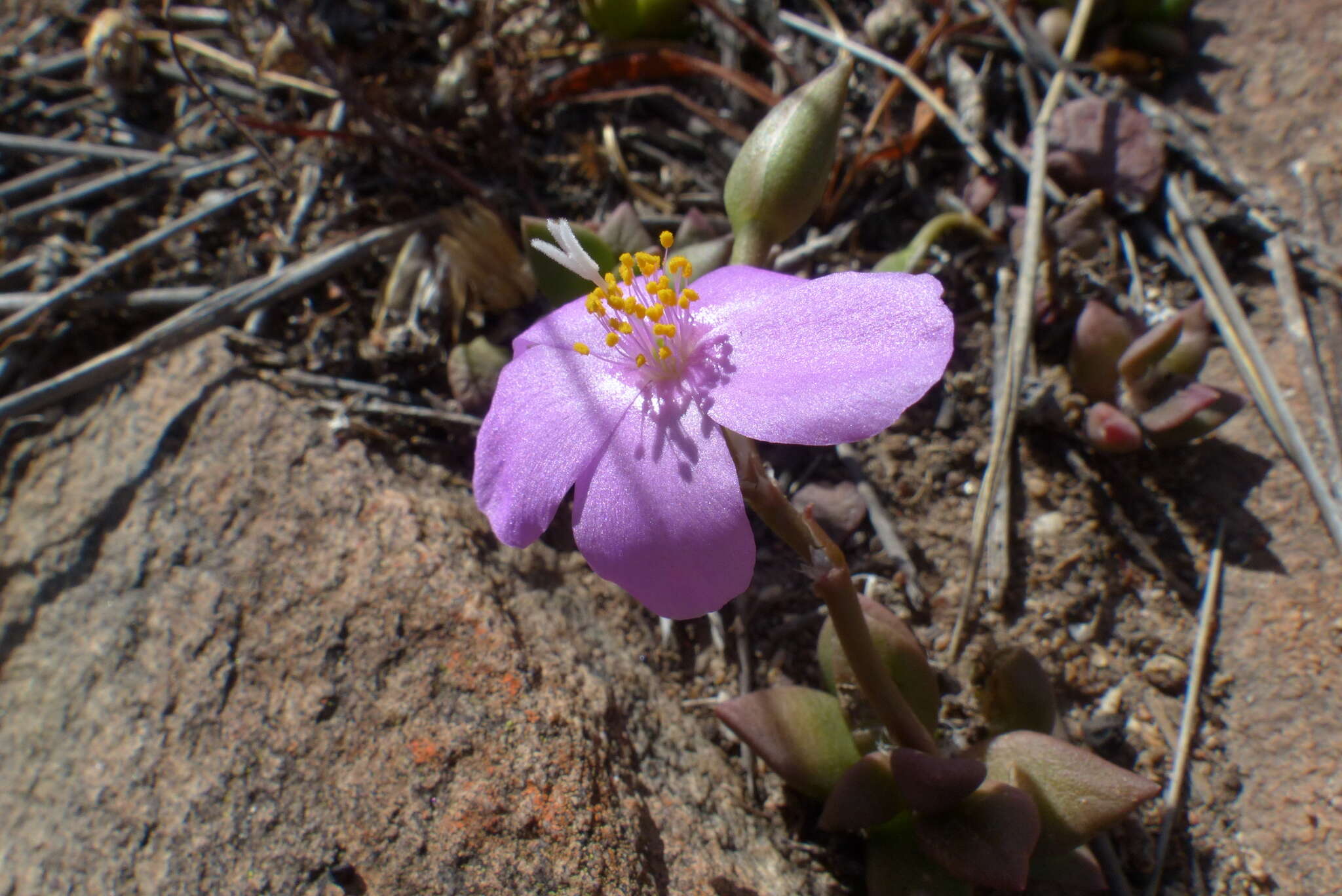 Image of Anacampseros telephiastrum DC.