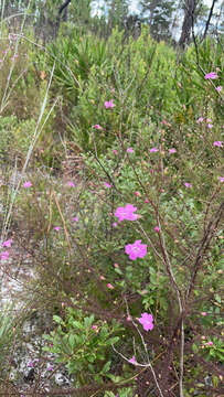 Image of Seminole False Foxglove