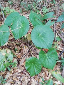 Image of lilypad begonia