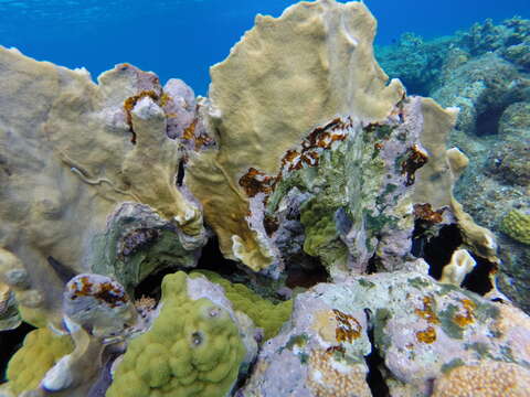 Image of Fire coral