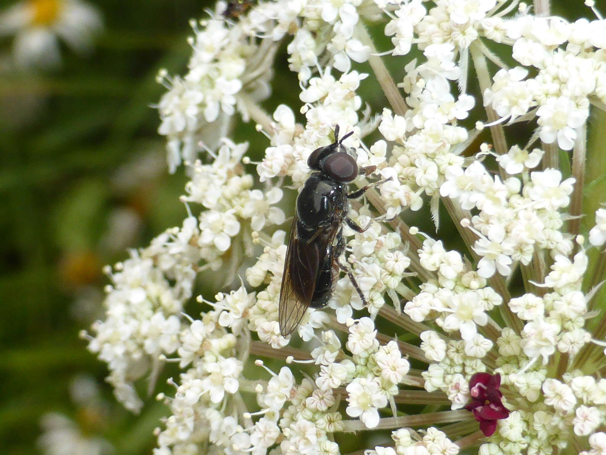 Image of Psilota decessum (Hutton 1901)