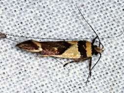 Macrobathra chrysotoxa Meyrick 1886 resmi