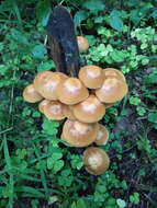 Image of sheathed woodtuft