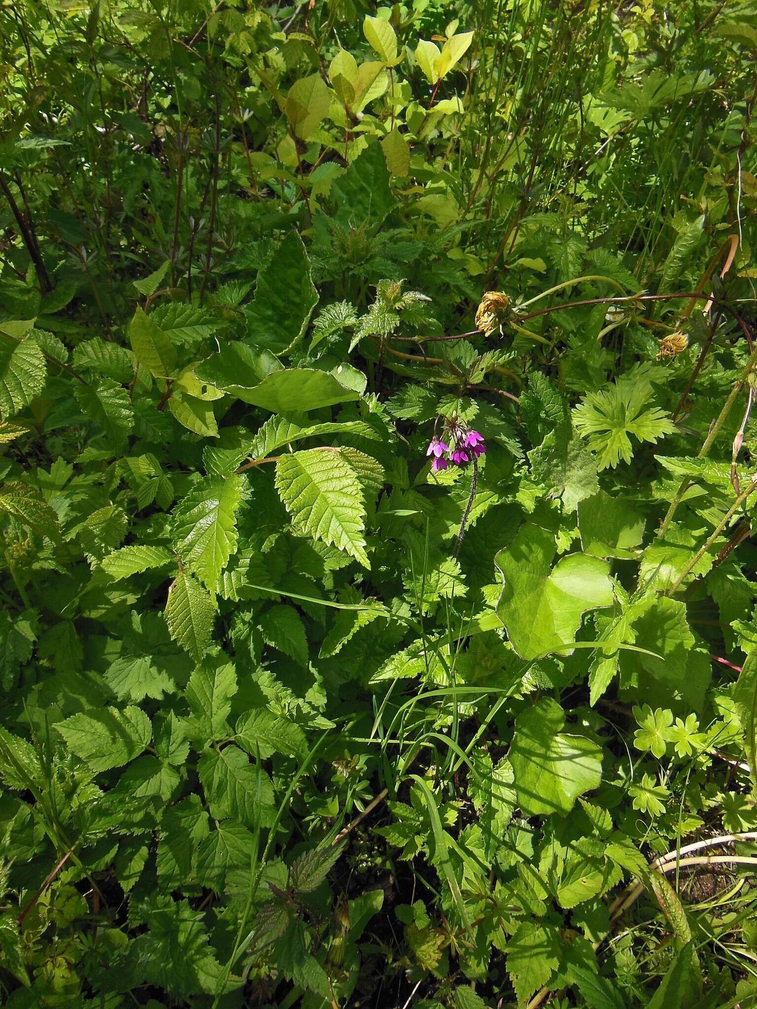 Image of Primula matthioli Richt.