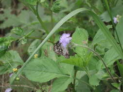 صورة Parantica aglea maghaba Fruhstorfer 1909