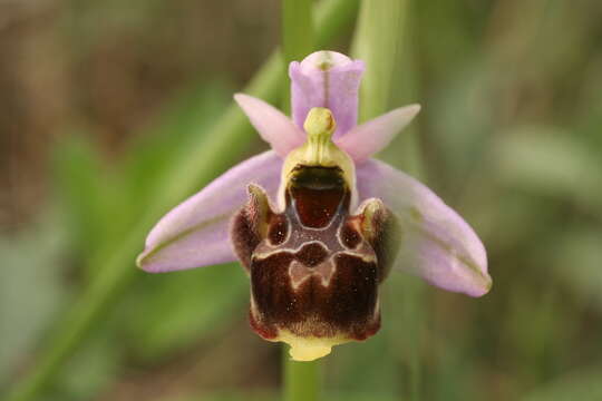 Image of Ophrys vetula Risso