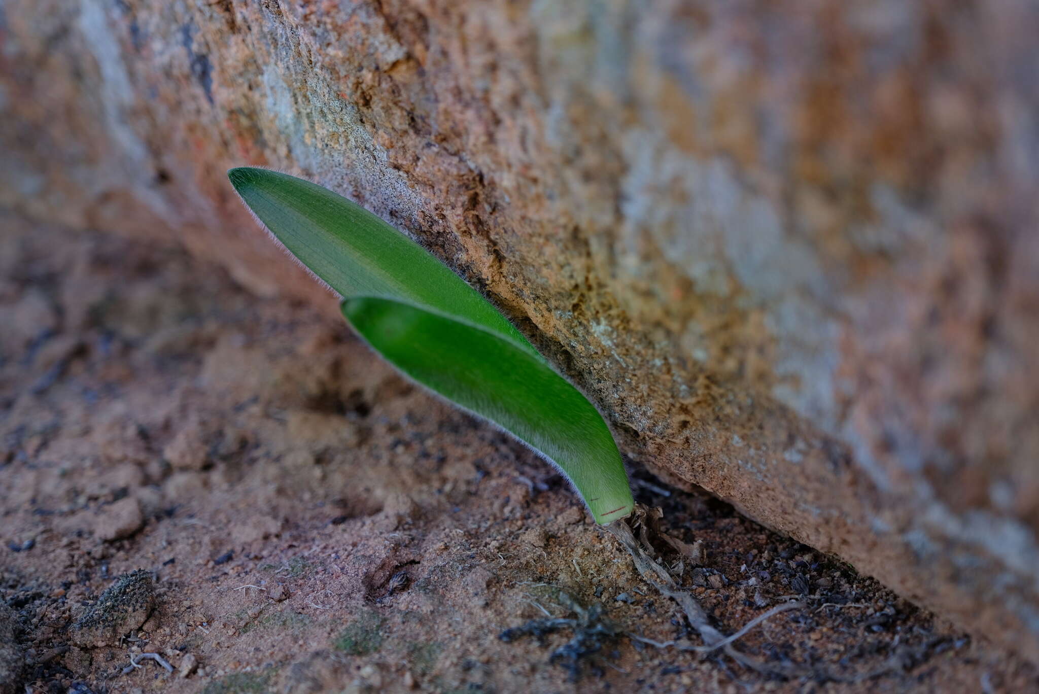 Image of Haemanthus dasyphyllus Snijman