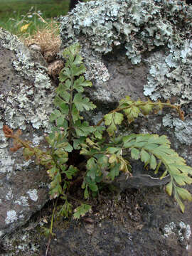 Image of Egyptian spleenwort