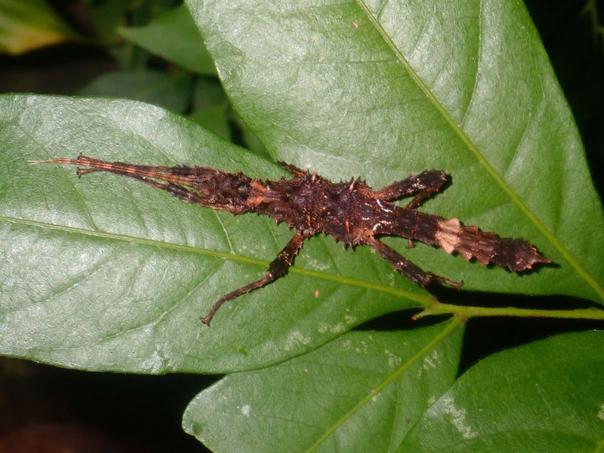 Image of Aretaon asperrimus (Redtenbacher 1906)