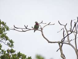 Image of Claret-breasted Fruit Dove