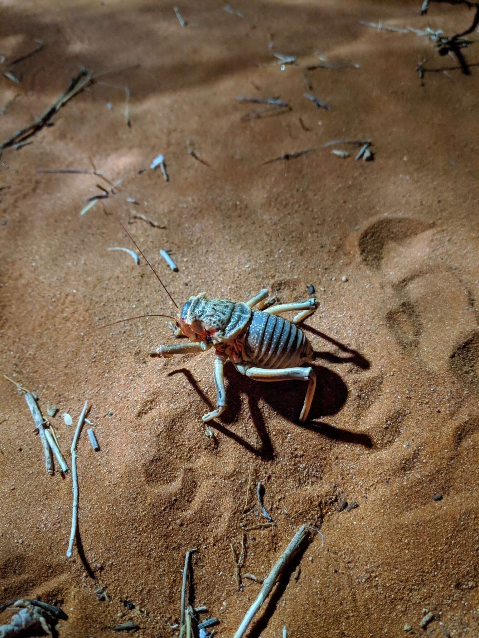 Imagem de Acanthoproctus diadematus (Stål 1858)