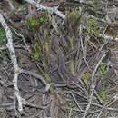 Image of Echeveria angustifolia Walther