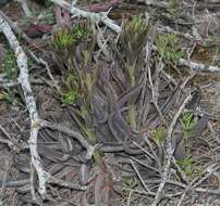 Image of Echeveria angustifolia Walther