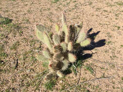 Opuntia polyacantha var. erinacea (Engelm. & J. M. Bigelow) B. D. Parfitt resmi