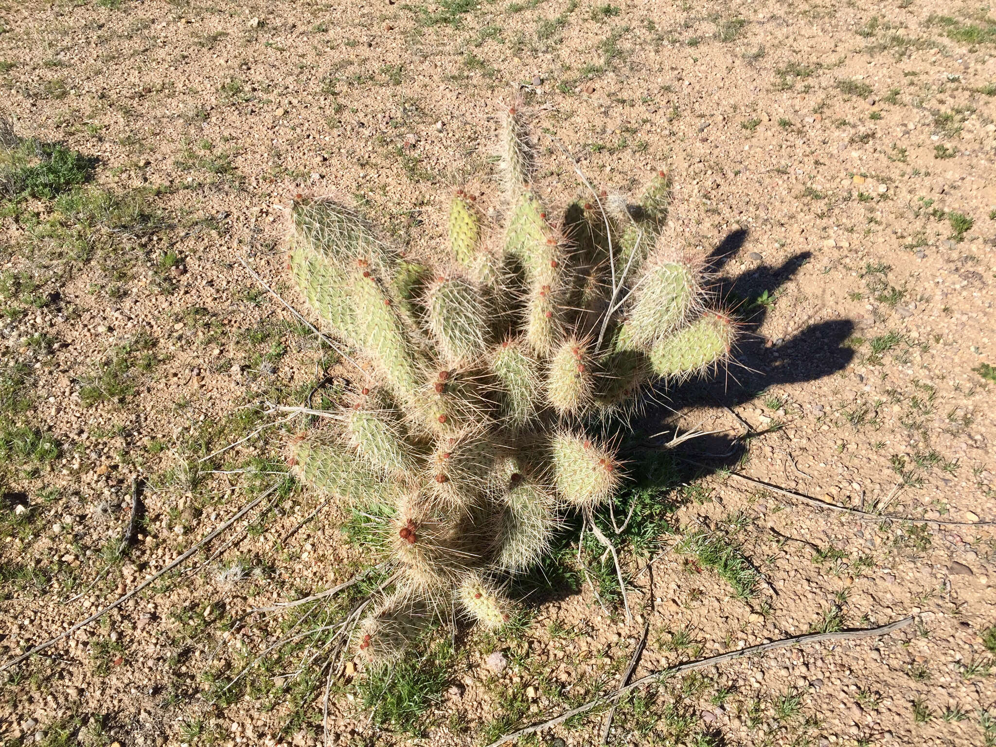 Image of grizzlybear pricklypear