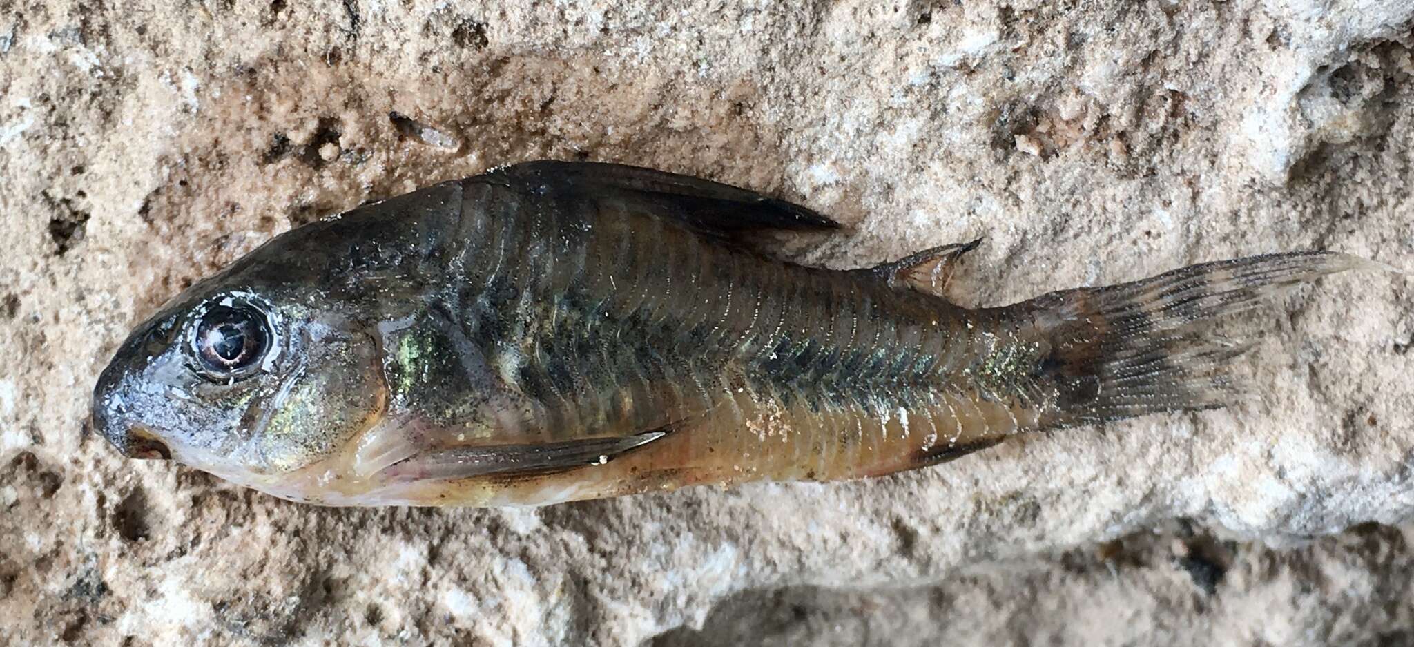 Image of peppered corydoras