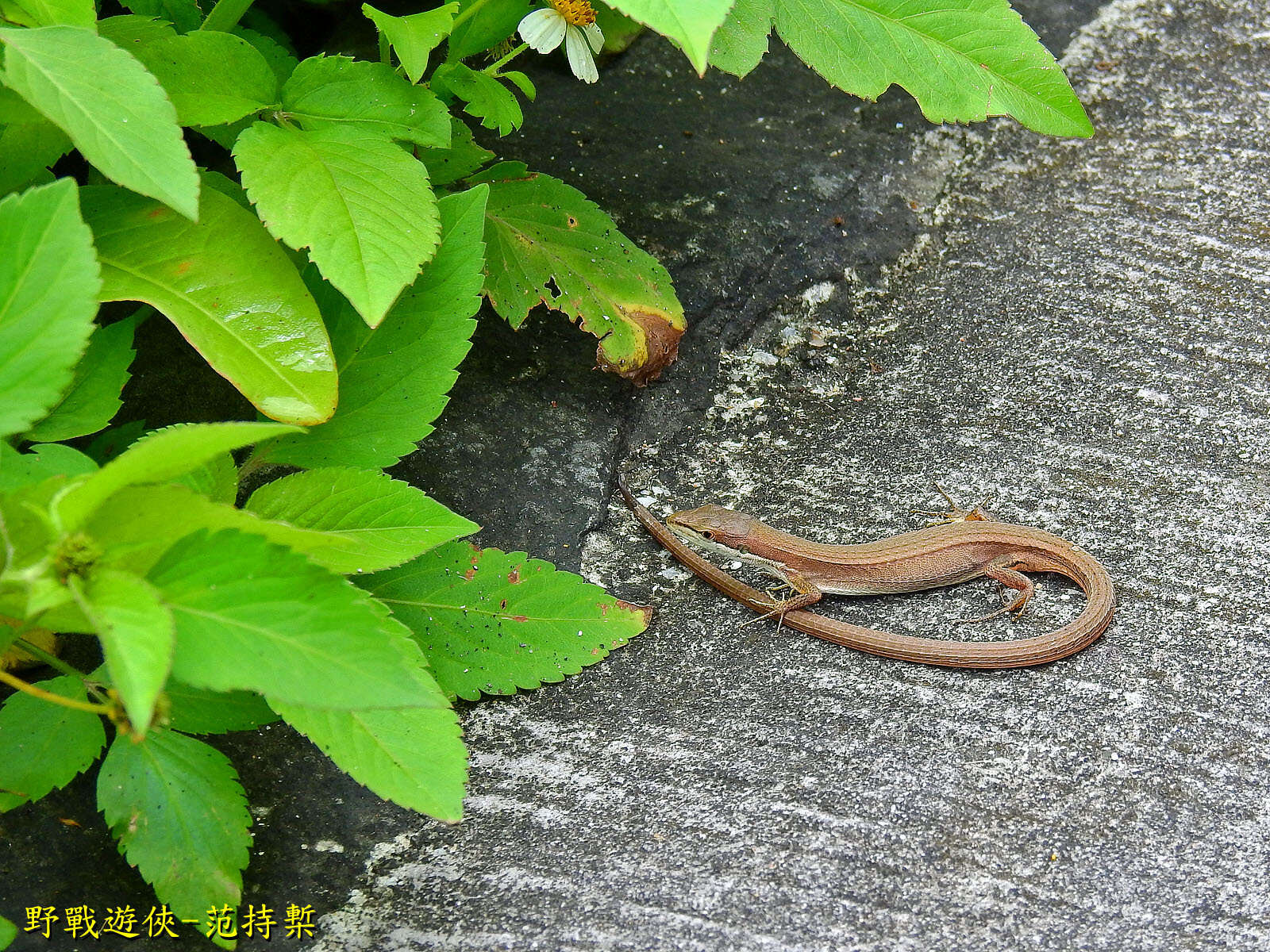 Image of Takydromus viridipunctatus Lue & Lin 2008