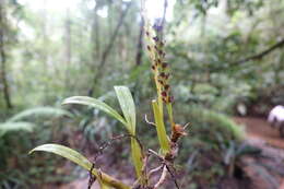 Image of Bulbophyllum auriflorum H. Perrier