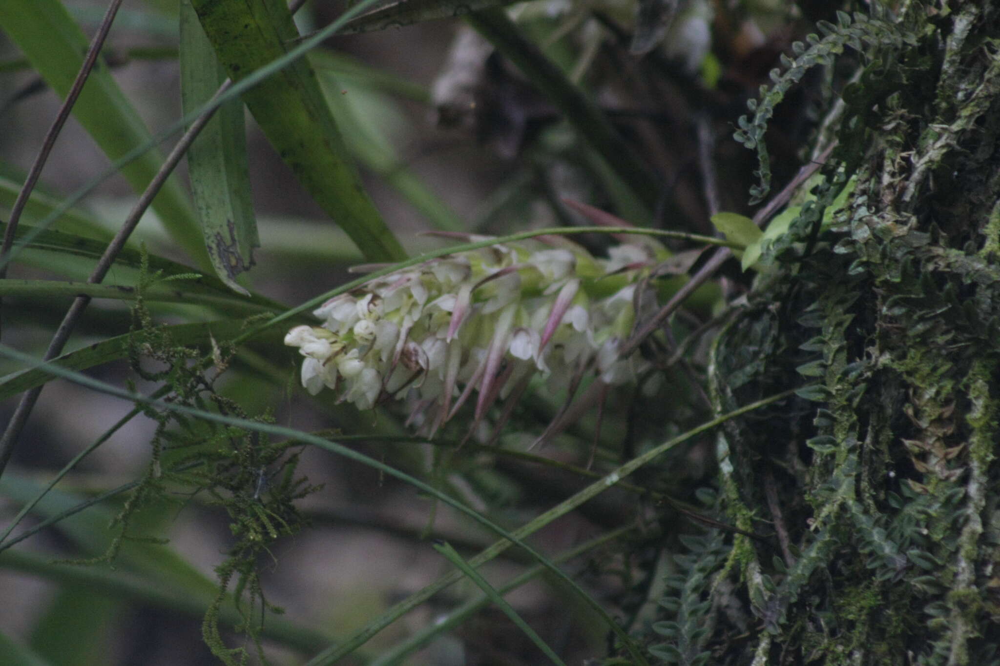 Plancia ëd Coelia triptera (Sm.) Mutel