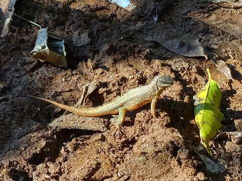 Image of Haitian Curlytail Lizard