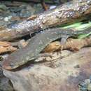 Image of Montseny brook newt
