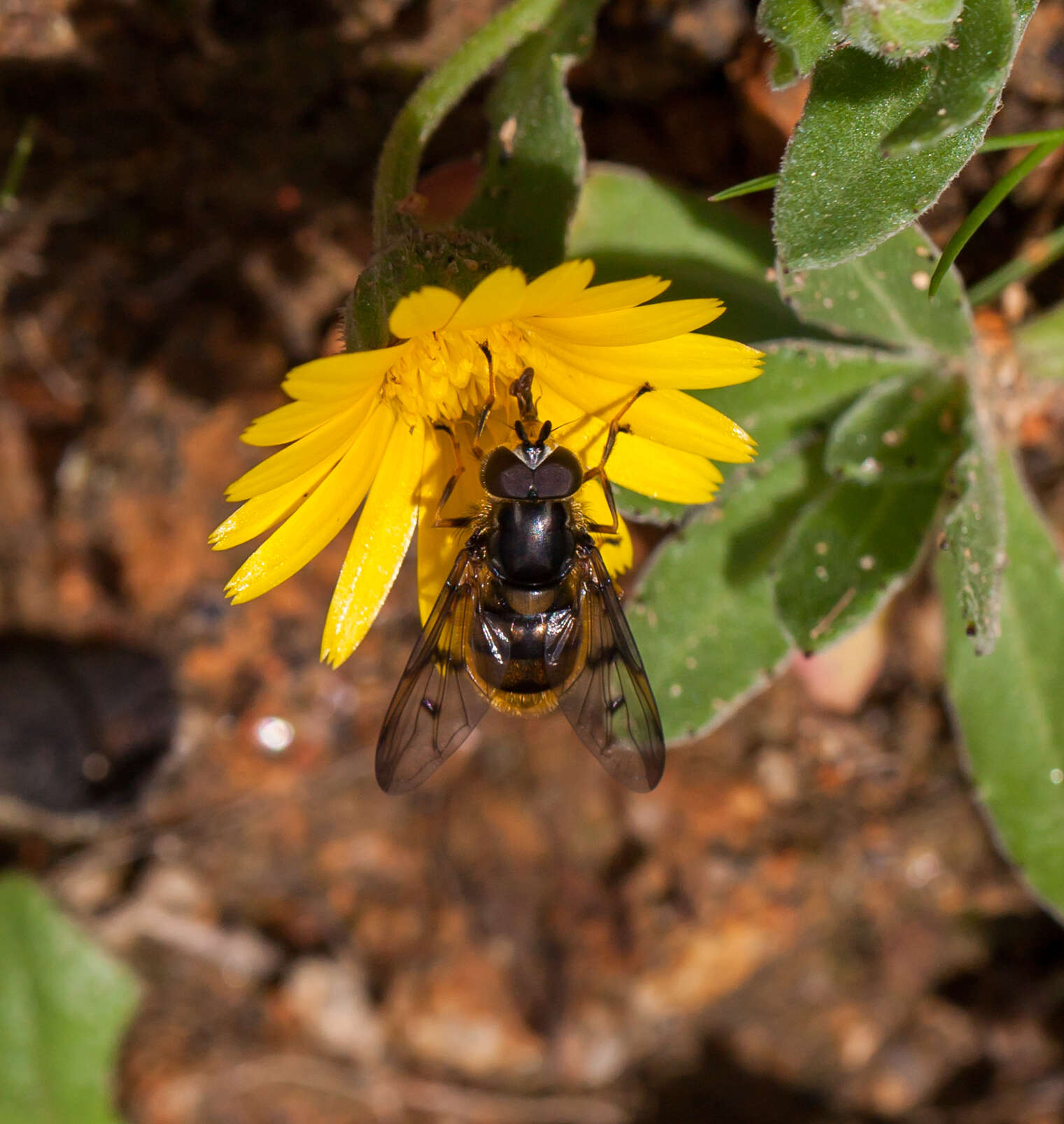 Image of Ferdinandea fumipennis Kassebeer 1999