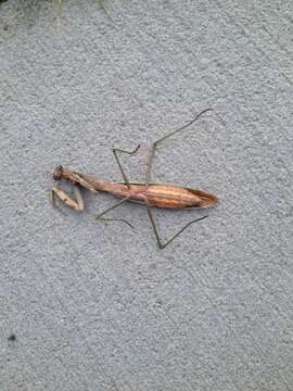 Image of Chinese mantis