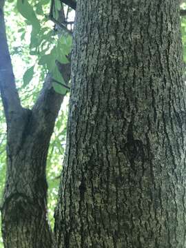 Image of Mexican Ash