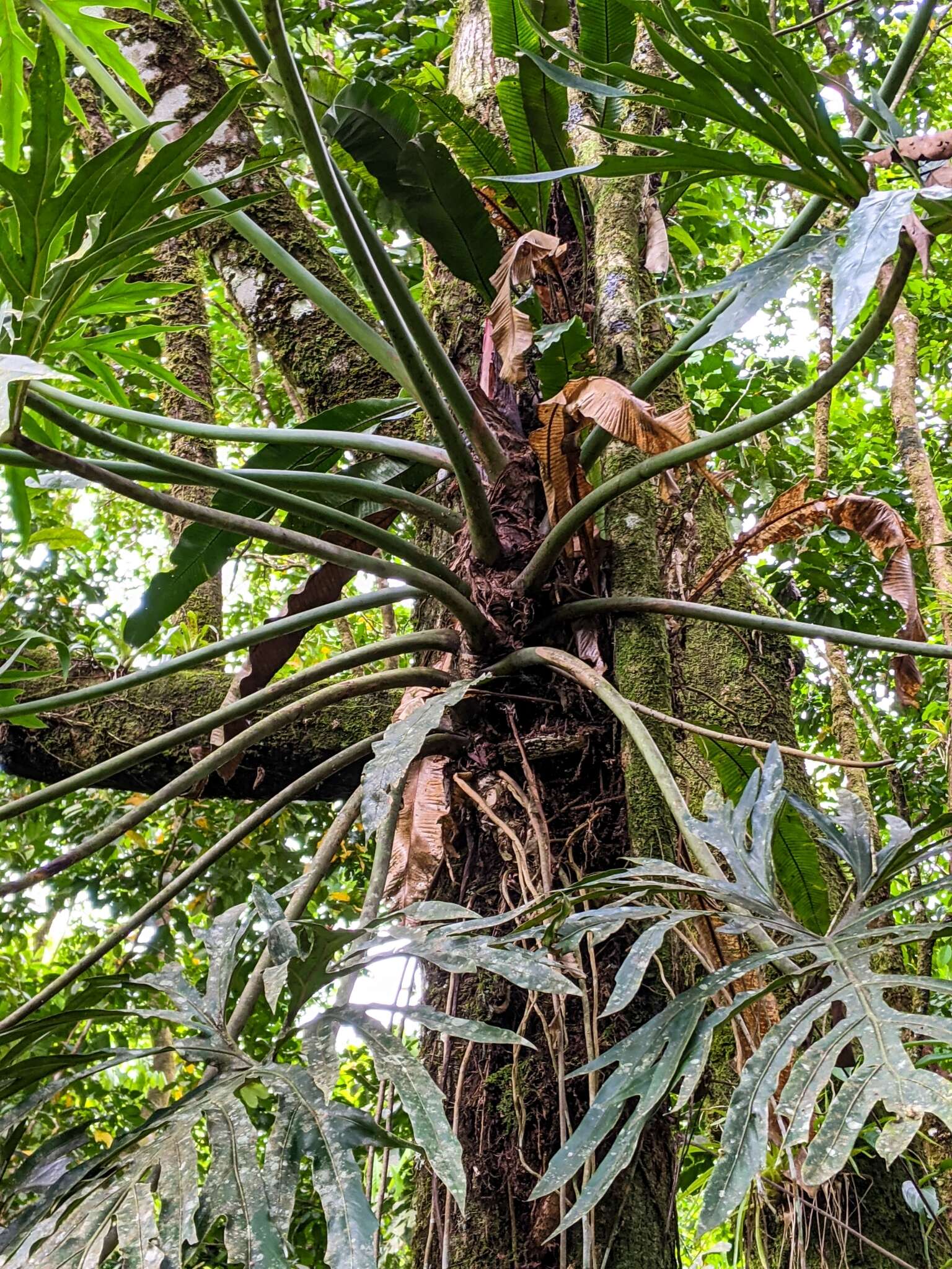 Sivun Philodendron radiatum var. radiatum kuva