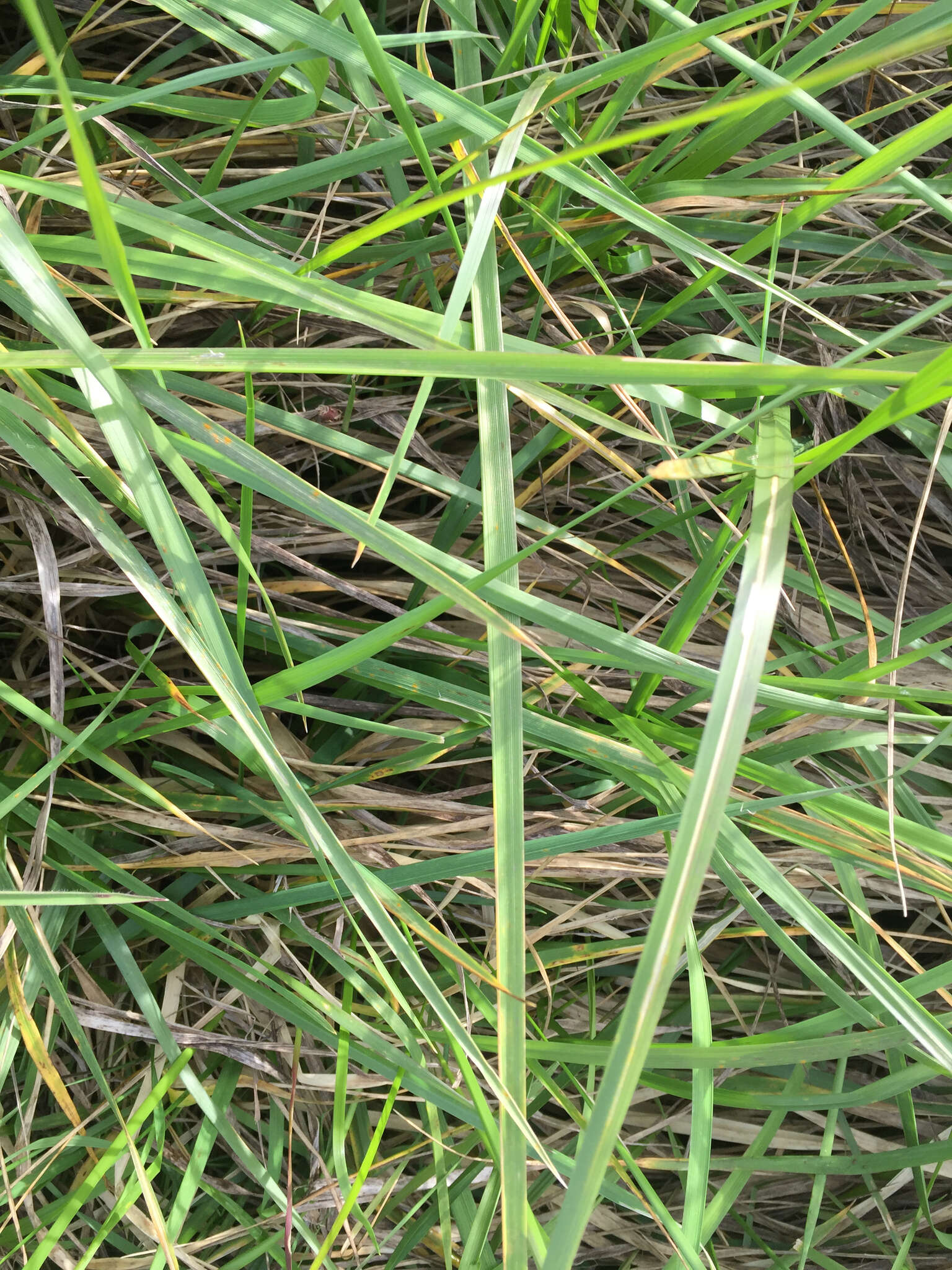 Image of beardless wildrye