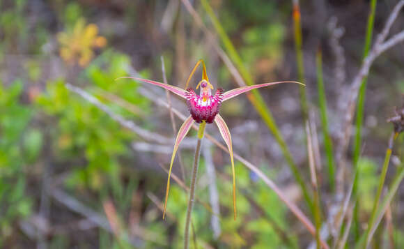 Image of Broad-lipped spider orchid