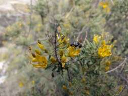 Plancia ëd Melecta separata callura (Cockerell 1926)