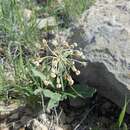 Image of Bear Mountain milkweed